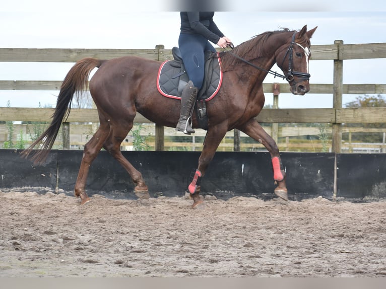 Other Breeds Mare 11 years 16 hh Chestnut in Achtmaal