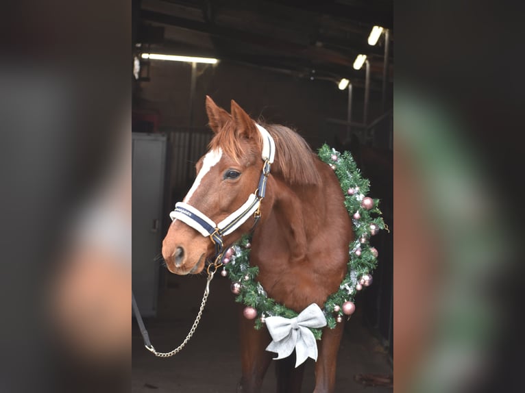 Other Breeds Mare 11 years 16 hh Chestnut in Achtmaal