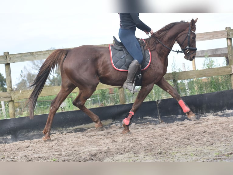 Other Breeds Mare 11 years 16 hh Chestnut in Achtmaal