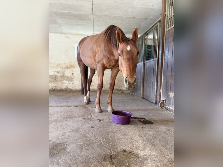 Other Breeds Mare 11 years 16 hh Chestnut-Red in Vlotho