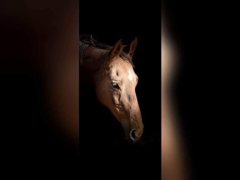 Other Breeds Mare 11 years 16 hh Chestnut-Red in Vlotho