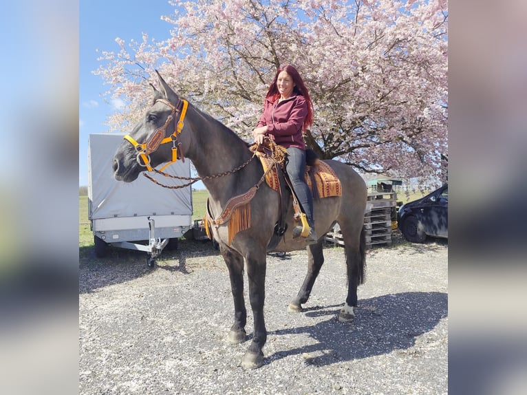 Other Breeds Mare 11 years 16 hh Grullo in Linkenbach