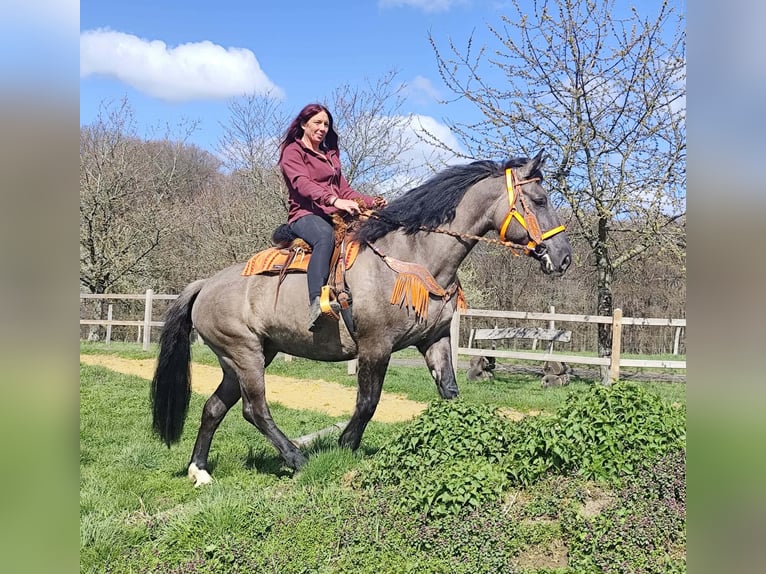 Other Breeds Mare 11 years 16 hh Grullo in Linkenbach