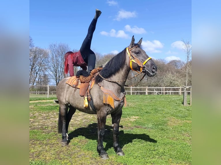 Other Breeds Mare 11 years 16 hh Grullo in Linkenbach