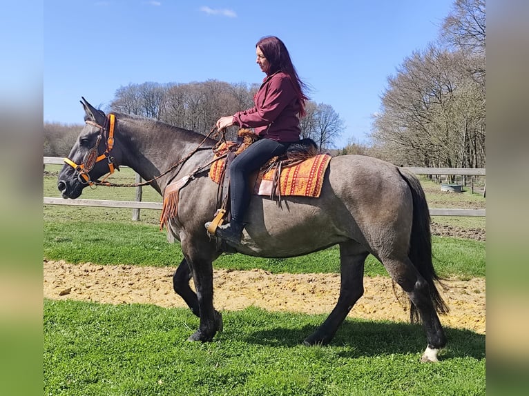 Other Breeds Mare 11 years 16 hh Grullo in Linkenbach