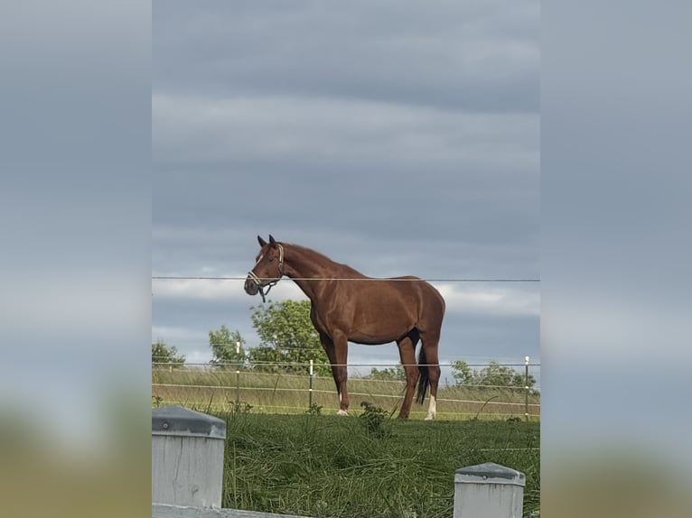 Other Breeds Mare 11 years 16,1 hh Chestnut-Red in Mellingen