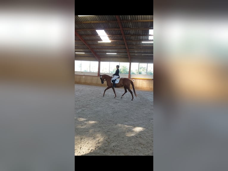 Other Breeds Mare 11 years 17 hh Chestnut-Red in Moormerland