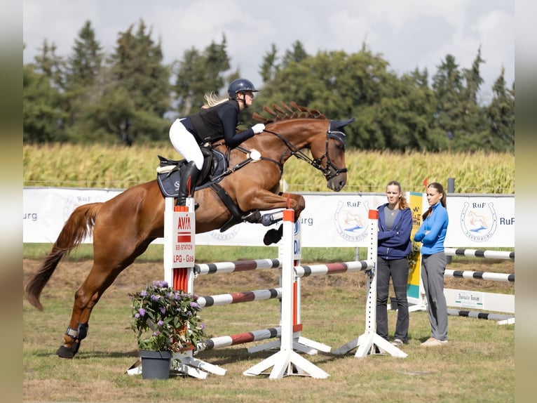 Other Breeds Mare 11 years 17 hh Chestnut-Red in Moormerland