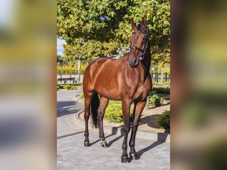 Other Breeds Mare 11 years Bay in Ptakowice