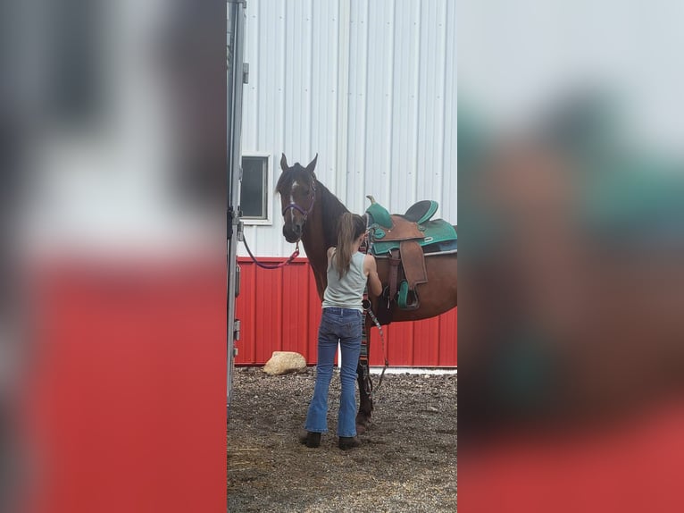 Other Breeds Mare 11 years Bay in South Charleston