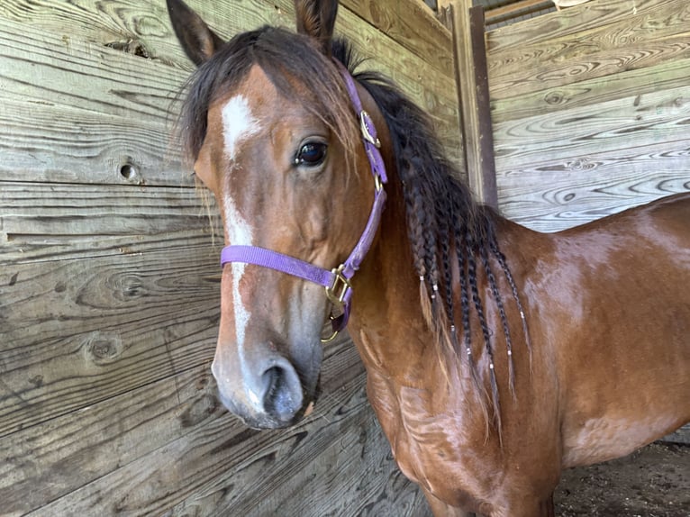Other Breeds Mare 11 years Bay in South Charleston
