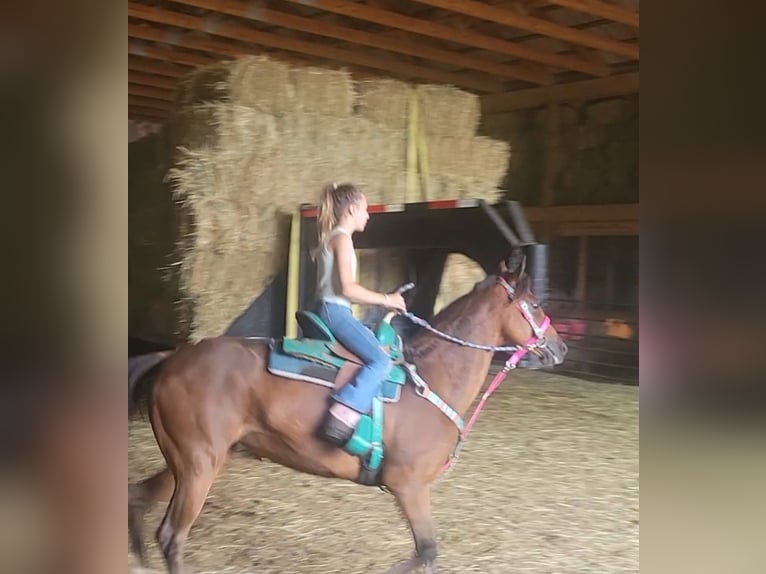 Other Breeds Mare 11 years Bay in South Charleston