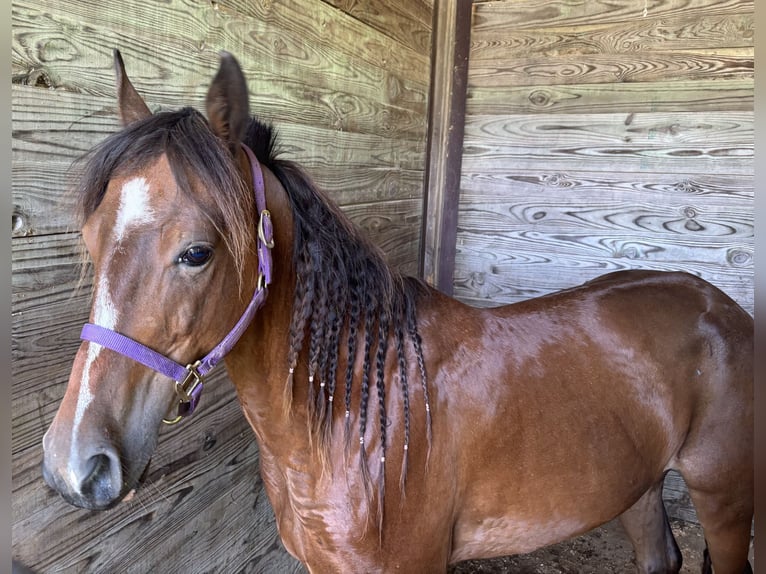 Other Breeds Mare 11 years Bay in South Charleston