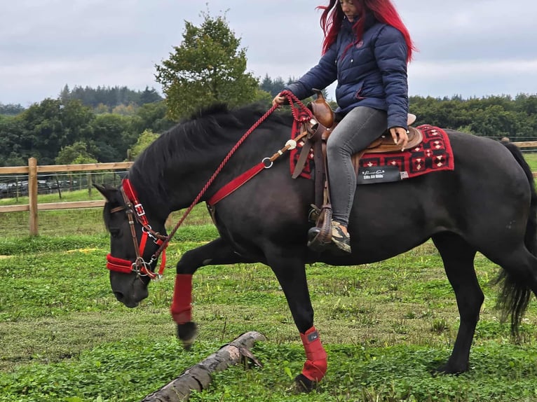 Other Breeds Mare 11 years Black in Linkenbach