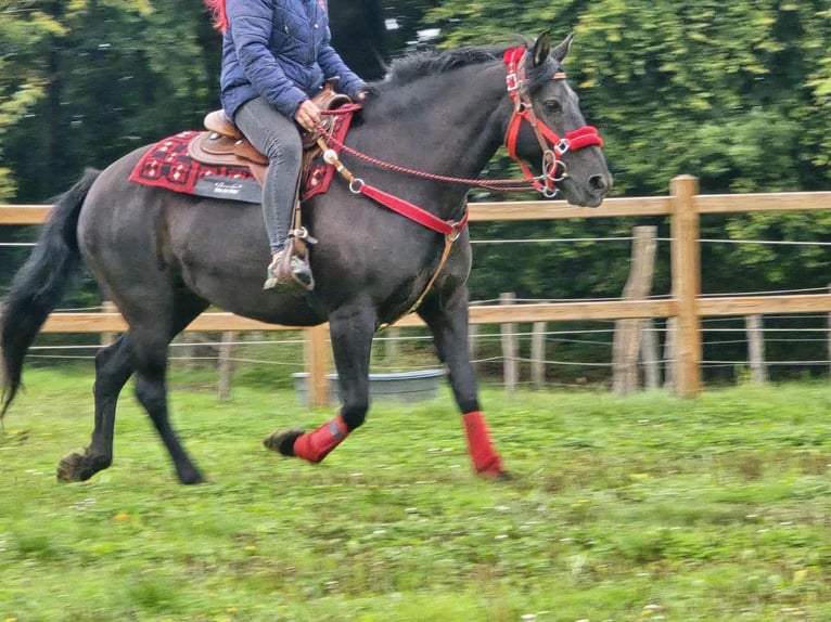 Other Breeds Mare 11 years Black in Linkenbach