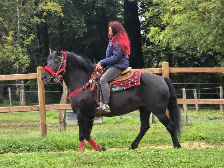 Other Breeds Mare 11 years Black in Linkenbach