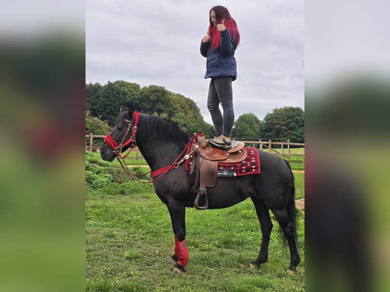 Other Breeds Mare 11 years Black in Linkenbach