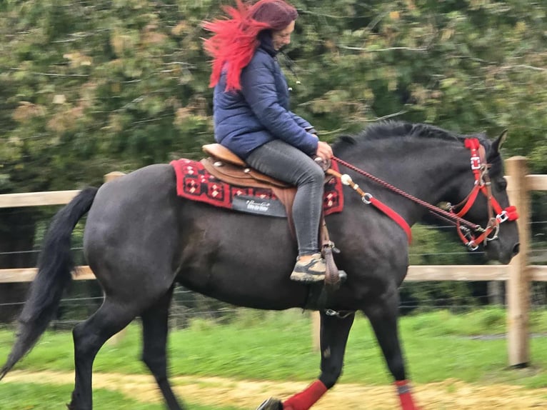 Other Breeds Mare 11 years Black in Linkenbach