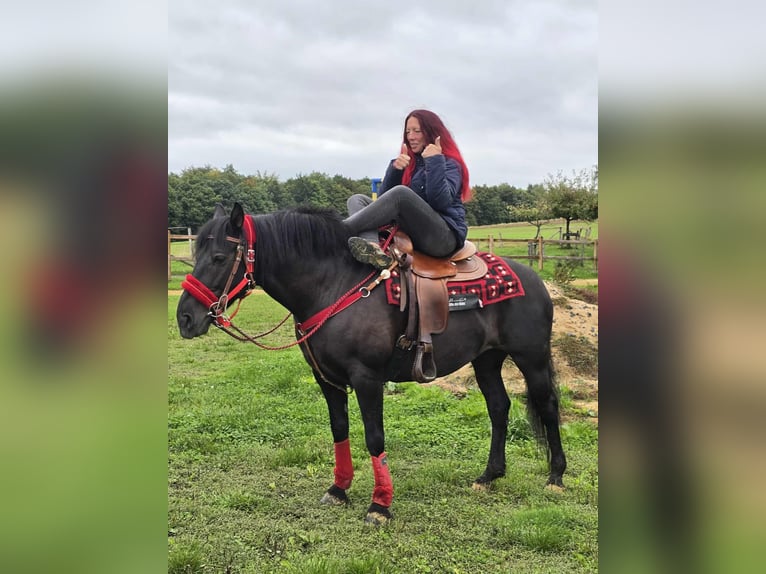 Other Breeds Mare 11 years Black in Linkenbach