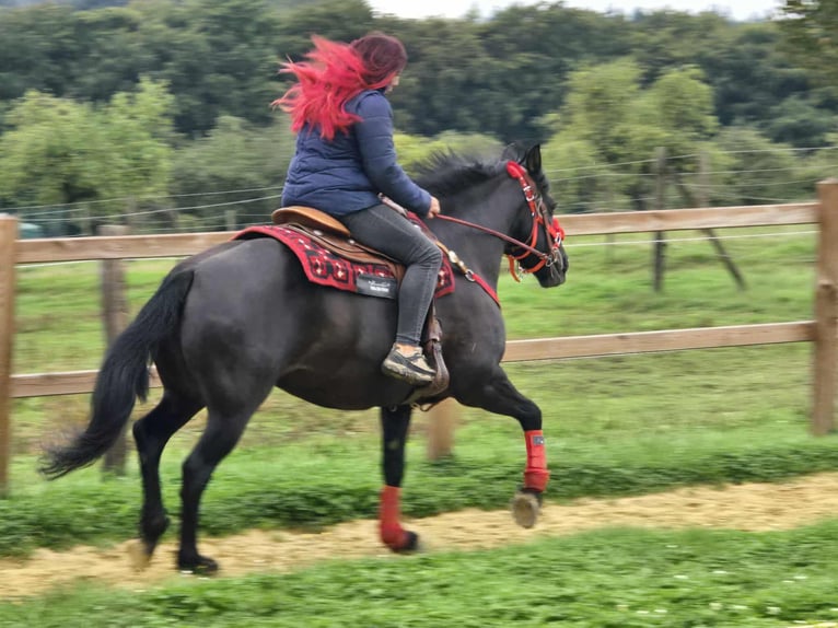 Other Breeds Mare 11 years Black in Linkenbach