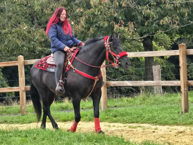 Other Breeds Mare 11 years Black in Linkenbach