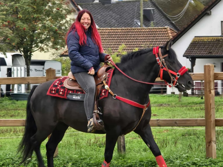 Other Breeds Mare 11 years Black in Linkenbach