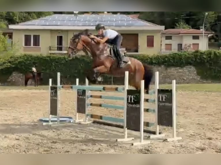 Other Breeds Mare 11 years Brown in Udine