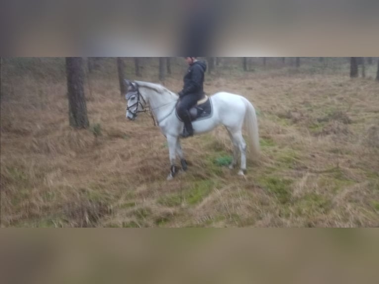 Other Breeds Mare 11 years Grey in Emsbüren