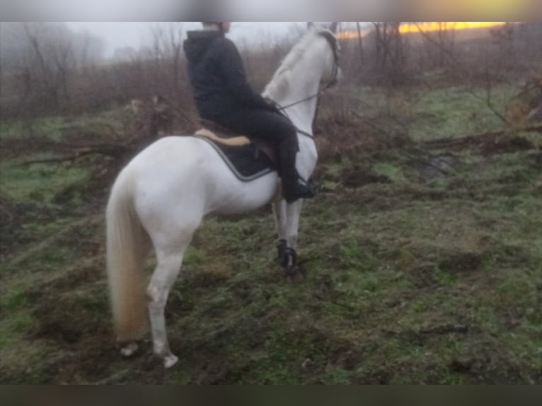 Other Breeds Mare 11 years Grey in Emsbüren