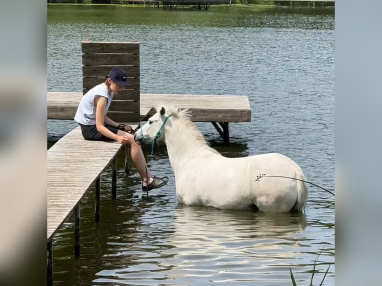 Other Breeds Mare 12 years 13 hh Grey in Holving