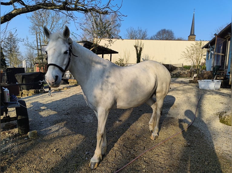 Other Breeds Mare 12 years 13 hh Grey in Holving