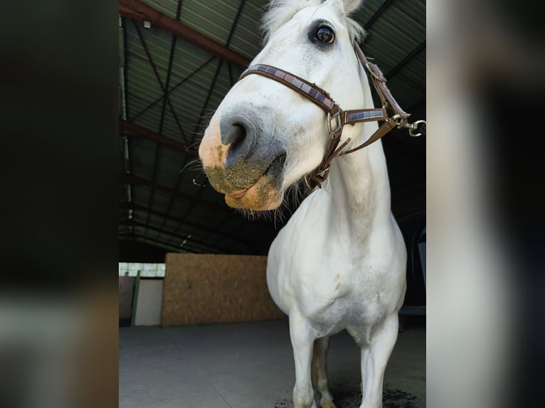 Other Breeds Mare 12 years 13 hh Grey in Holving