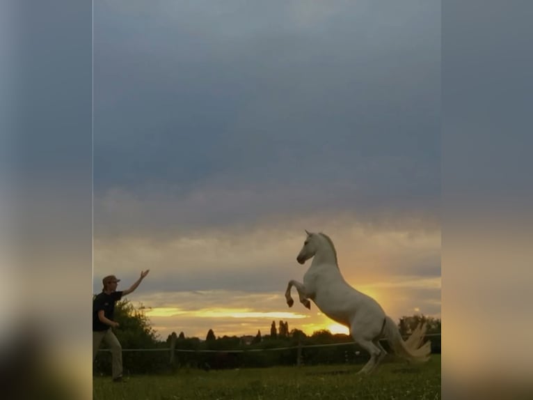 Other Breeds Mare 12 years 13 hh Grey in Holving