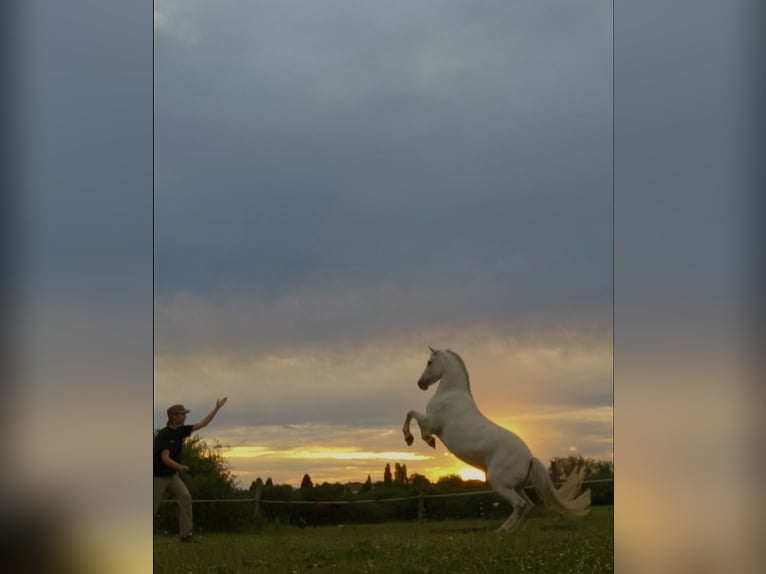 Other Breeds Mare 12 years 13 hh Grey in Holving