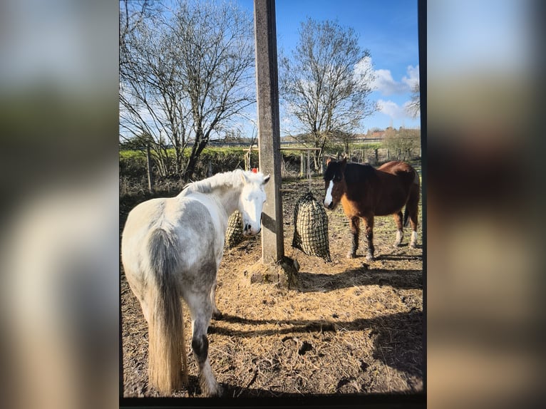 Other Breeds Mare 12 years 13 hh Grey in Holving