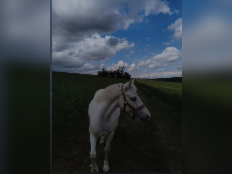 Other Breeds Mare 12 years 13 hh Grey in Holving