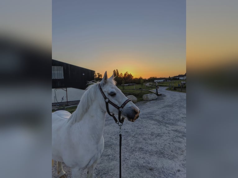 Other Breeds Mare 12 years 13 hh Grey in Ruynes en margeride