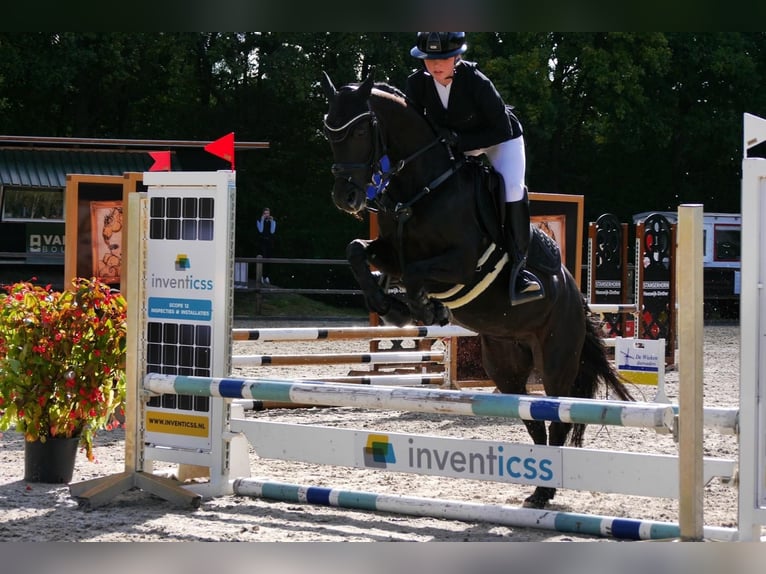 Other Breeds Mare 12 years 13,1 hh Black in Heeswijk-Dinther
