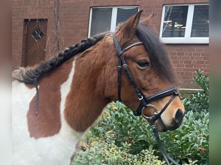 Other Breeds Mare 12 years 13,1 hh Pinto in Hopsten