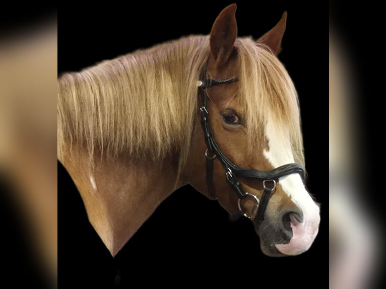 Other Breeds Mare 12 years 13,2 hh Chestnut-Red in Weyhe