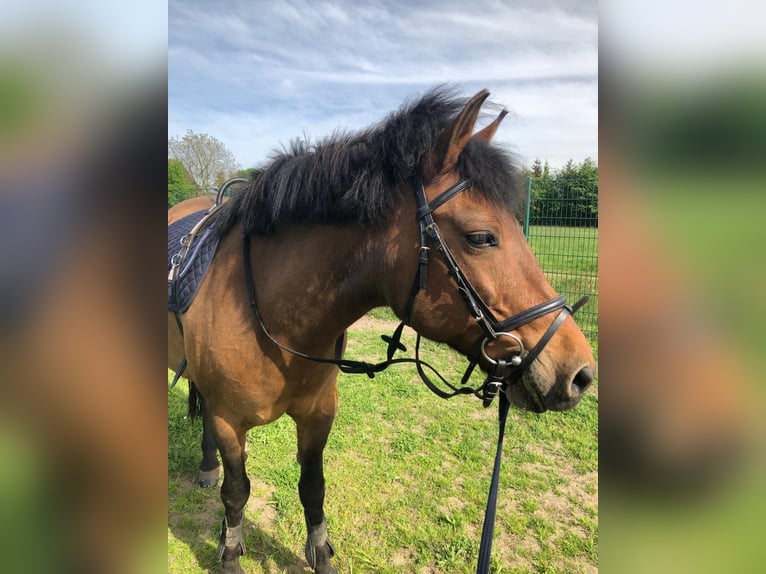 Other Breeds Mare 12 years 13,3 hh Brown in Hopsten