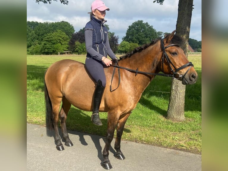 Other Breeds Mare 12 years 13,3 hh Brown in Hopsten