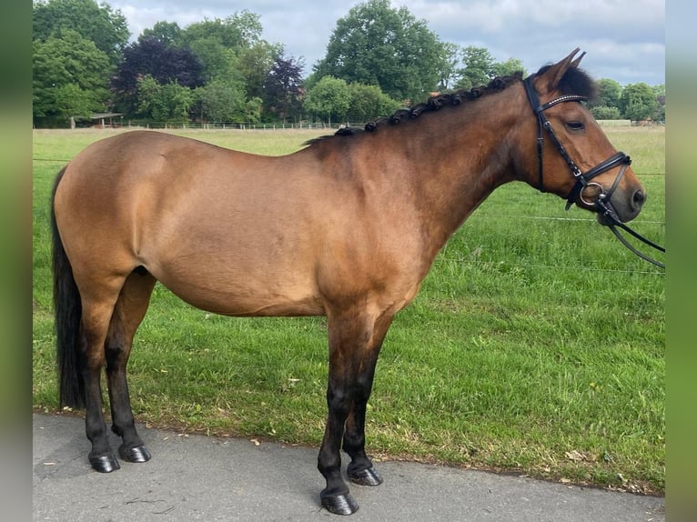 Other Breeds Mare 12 years 13,3 hh Brown in Hopsten