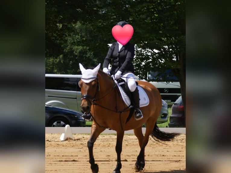 Other Breeds Mare 12 years 13,3 hh Brown in Hopsten