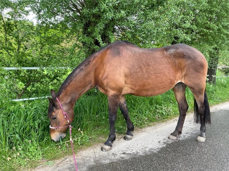 Other Breeds Mix Mare 12 years 14,2 hh Brown in Hanstedt I