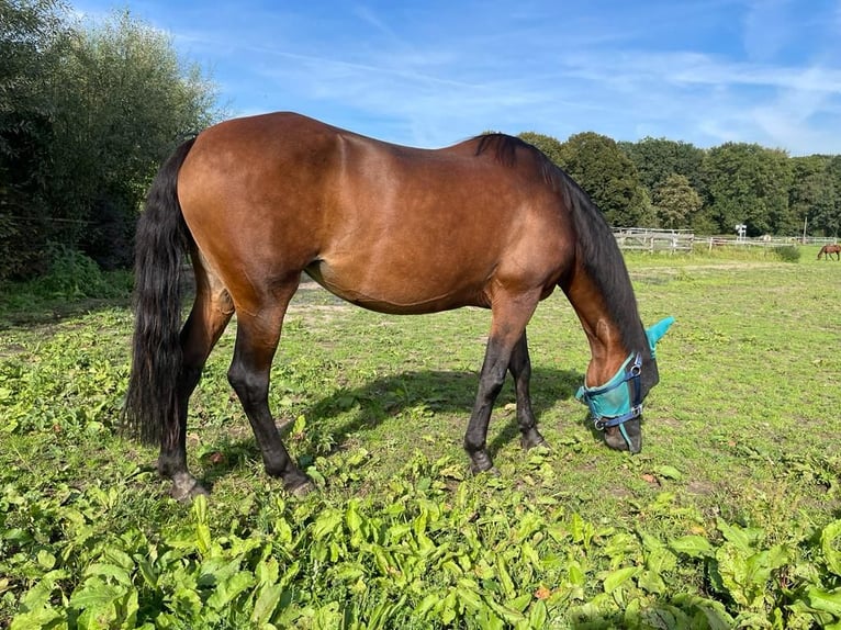Other Breeds Mix Mare 12 years 14,2 hh Brown in Hanstedt I