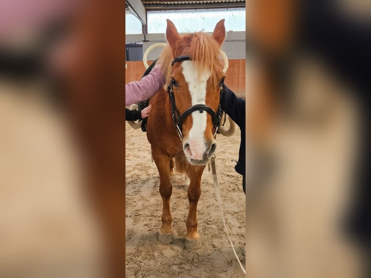 Other Breeds Mix Mare 12 years 14.2 hh Chestnut-Red in Durmersheim