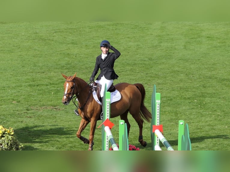 Other Breeds Mare 12 years 14,2 hh Chestnut-Red in Listowel