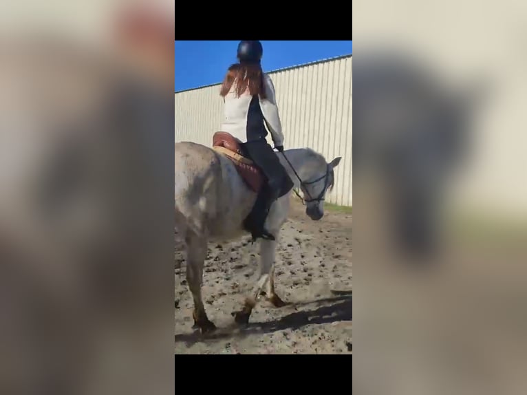 Other Breeds Mix Mare 12 years 14,2 hh Gray in Villanueva De Gallego