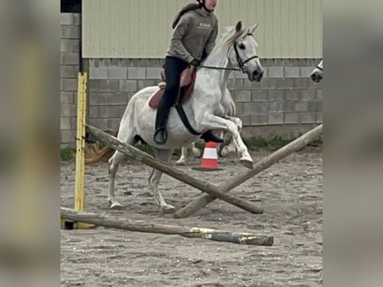 Other Breeds Mix Mare 12 years 14,2 hh Gray in Villanueva De Gallego